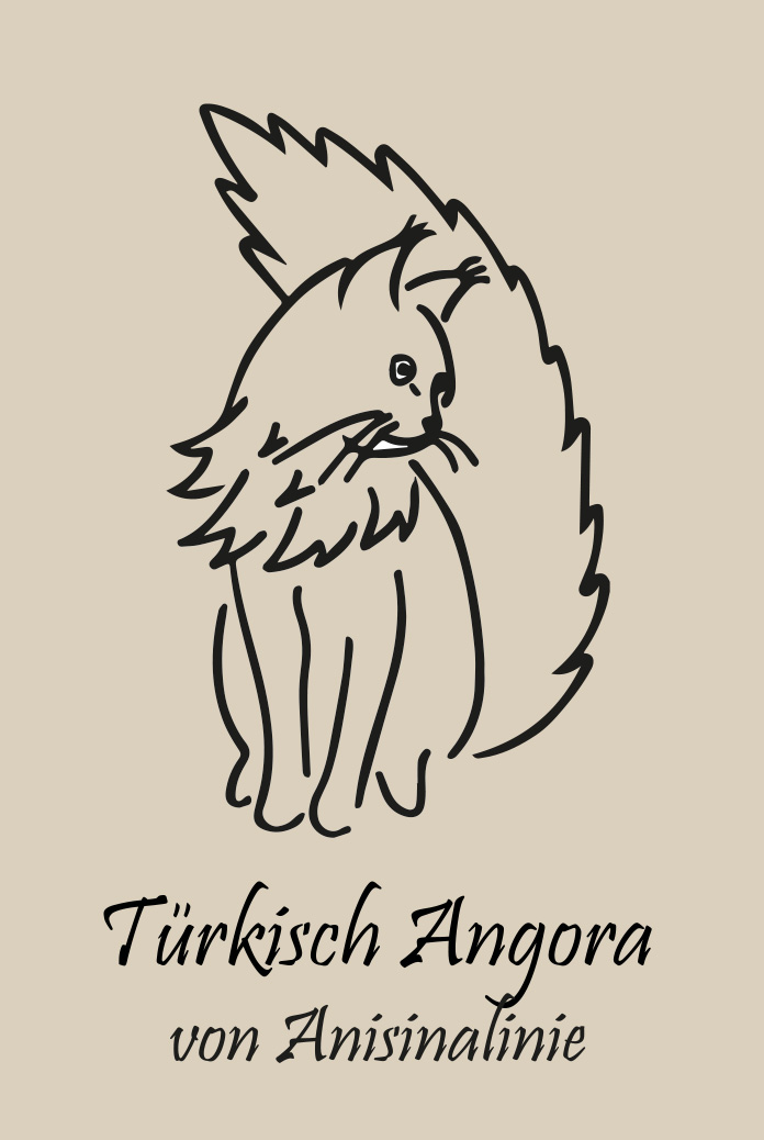 Türkisch Angora Katzen